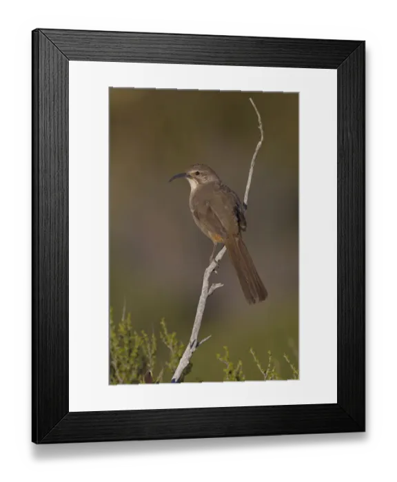 Framed Print : California Thrasher (Toxostoma redivivum), California, USA Framed Print : California Thrasher (Toxostoma redivivum), California, USA