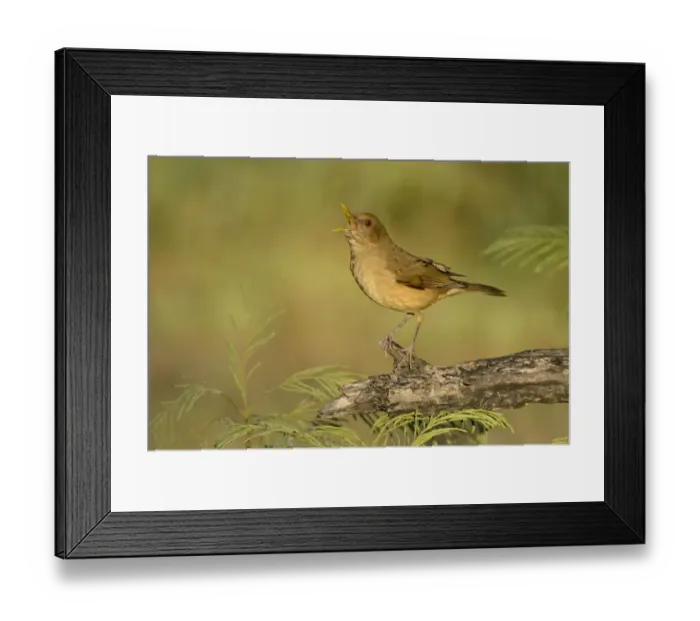 Framed Print : Clay-colored Thrush (Turdus grayi) singing, Texas, USA Framed Print : Clay-colored Thrush (Turdus grayi) singing, Texas, USA