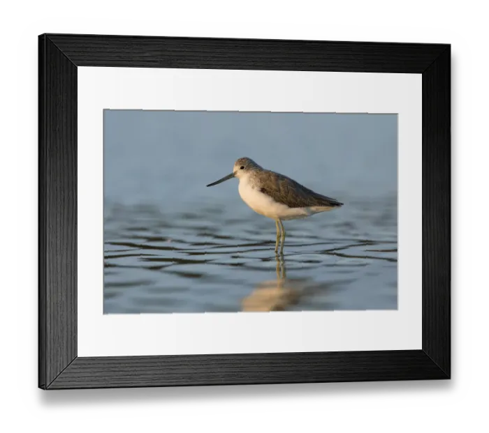 Framed Print : Common Greenshank (Tringa nebularia), Victoria, Australia Framed Print : Common Greenshank (Tringa nebularia), Victoria, Australia