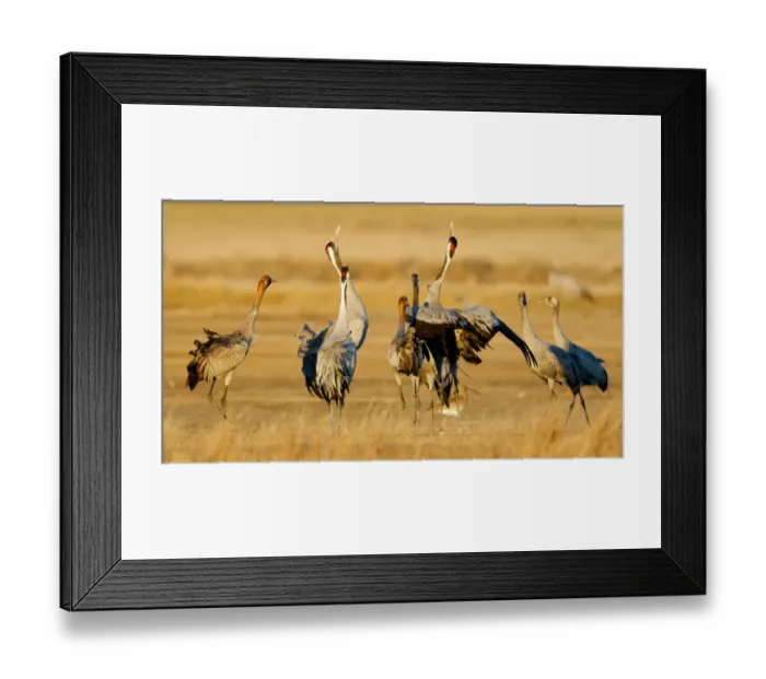 Framed Print : Common Crane (Grus grus), Gallocanta Lake, Spain Framed Print : Common Crane (Grus grus), Gallocanta Lake, Spain