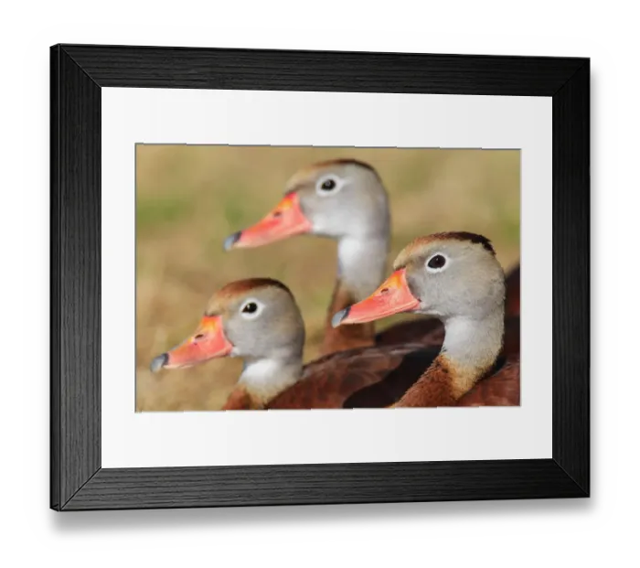 Framed Print : Black-bellied Whistling Duck (Dendrocygna autumnalis), Florida, USA Framed Print : Black-bellied Whistling Duck (Dendrocygna autumnalis), Florida, USA