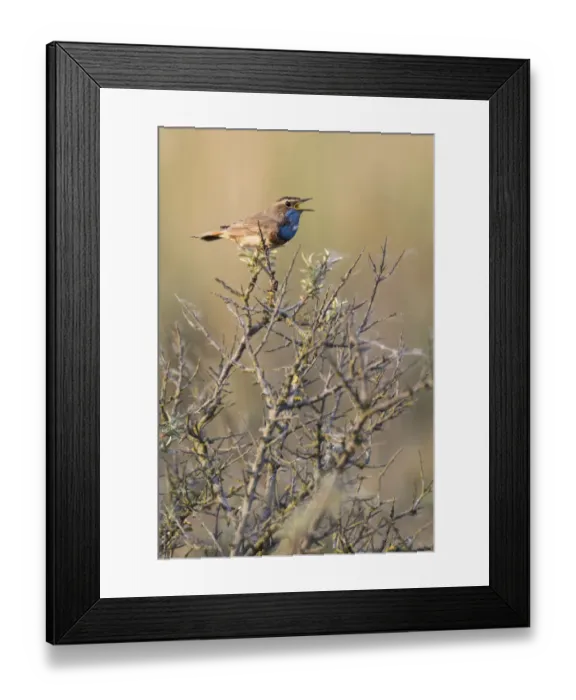 Framed Print : Bluethroat (Luscinia svecica cyanecula) male singing, Texel, The Netherlands Framed Print : Bluethroat (Luscinia svecica cyanecula) male singing, Texel, The Netherlands