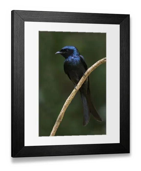 Framed Print : Bronzed Drongo (Dicrurus aeneus), Kaeng Krachan, Thailand Framed Print : Bronzed Drongo (Dicrurus aeneus), Kaeng Krachan, Thailand
