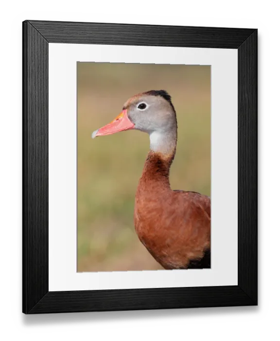 Framed Print : Black-bellied Whistling Duck (Dendrocygna autumnalis), Florida, USA Framed Print : Black-bellied Whistling Duck (Dendrocygna autumnalis), Florida, USA