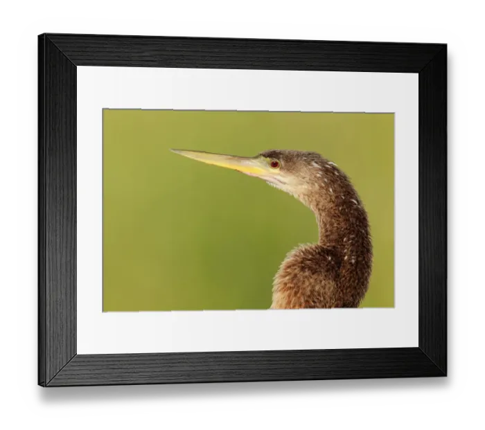 Framed Print : Anhinga (Anhinga anhinga), Florida, USA Framed Print : Anhinga (Anhinga anhinga), Florida, USA