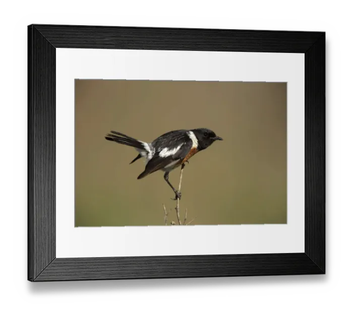 Framed Print : African Stonechat (Saxicola torquatus) male perched on a branch, Gauteng, South Africa Framed Print : African Stonechat (Saxicola torquatus) male perched on a branch, Gauteng, South Africa