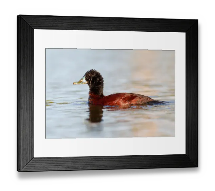 Framed Print : Blue-billed Duck (Oxyura australis), Western Australia, Australia Framed Print : Blue-billed Duck (Oxyura australis), Western Australia, Australia