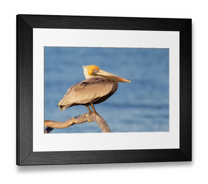 Framed Print : Brown Pelican (Pelecanus occidentalis), Florida, USA Framed Print : Brown Pelican (Pelecanus occidentalis), Florida, USA