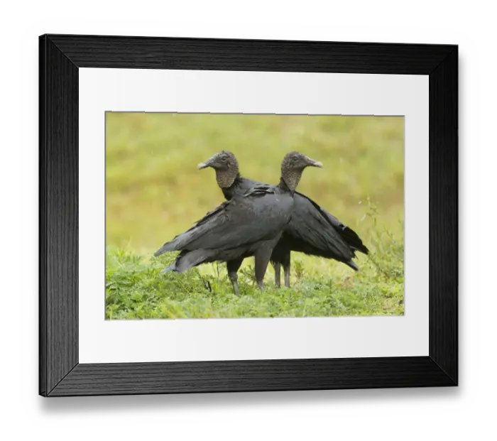Framed Print : Black Vulture (Coragyps atratus), Florida, USA
