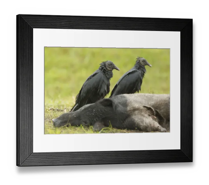 Framed Print : Black Vulture (Coragyps atratus), Florida, USA Framed Print : Black Vulture (Coragyps atratus), Florida, USA