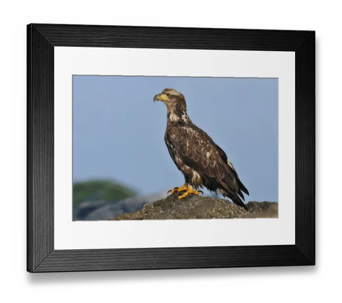 Framed Print : Bald Eagle (Haliaeetus leucocephalus), British Columbia, Canada Framed Print : Bald Eagle (Haliaeetus leucocephalus), British Columbia, Canada