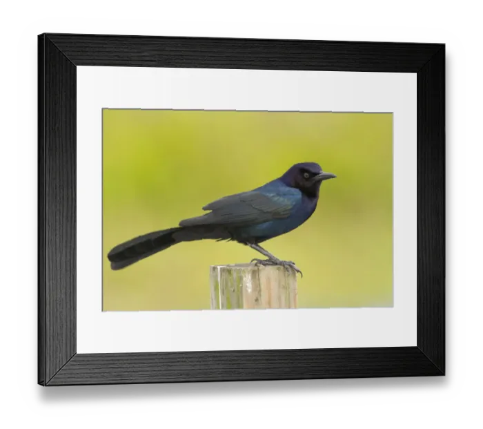 Framed Print : Boat-tailed Grackle (Quiscalus major) male, Florida, USA Framed Print : Boat-tailed Grackle (Quiscalus major) male, Florida, USA