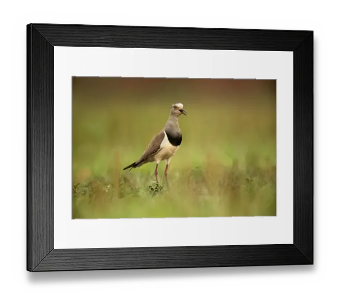 Framed Print : Black-winged Lapwing (Vanellus melanopterus) calling, Kwazulu-Natal, South Africa Framed Print : Black-winged Lapwing (Vanellus melanopterus) calling, Kwazulu-Natal, South Africa