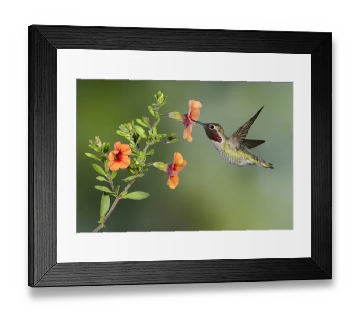 Framed Print : Annas Hummingbird (Calypte anna) male, British Columbia, Canada Framed Print : Annas Hummingbird (Calypte anna) male, British Columbia, Canada