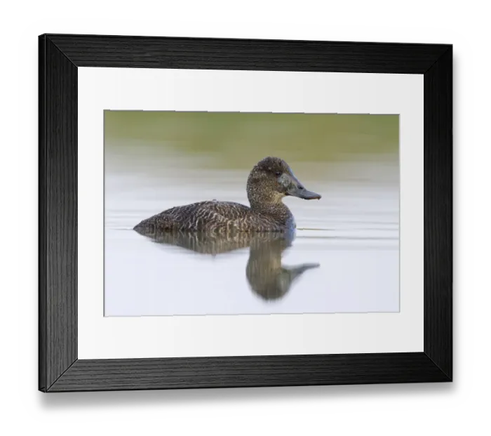 Framed Print : Blue-billed Duck (Oxyura australis) female, Victoria, Australia Framed Print : Blue-billed Duck (Oxyura australis) female, Victoria, Australia