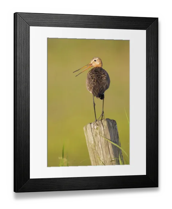 Framed Print : Black-tailed Godwit (Limosa limosa) male calling, Texel, The Netherlands Framed Print : Black-tailed Godwit (Limosa limosa) male calling, Texel, The Netherlands