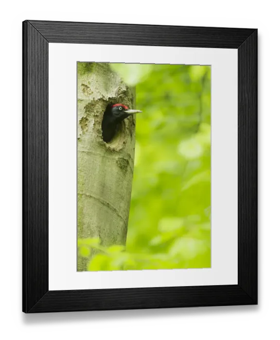 Framed Print : Black Woodpecker (Dryocopus martius) male in breeding cavity, North Rhine-Westphalia Framed Print : Black Woodpecker (Dryocopus martius) male in breeding cavity, North Rhine-Westphalia