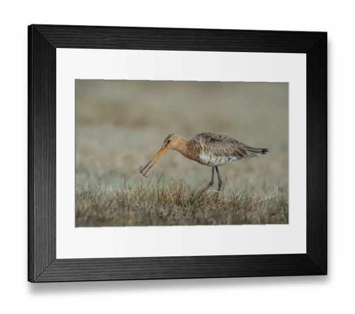 Framed Print : Black-tailed Godwit (Limosa limosa) eating worm, Schleswig-Holstein, Germany