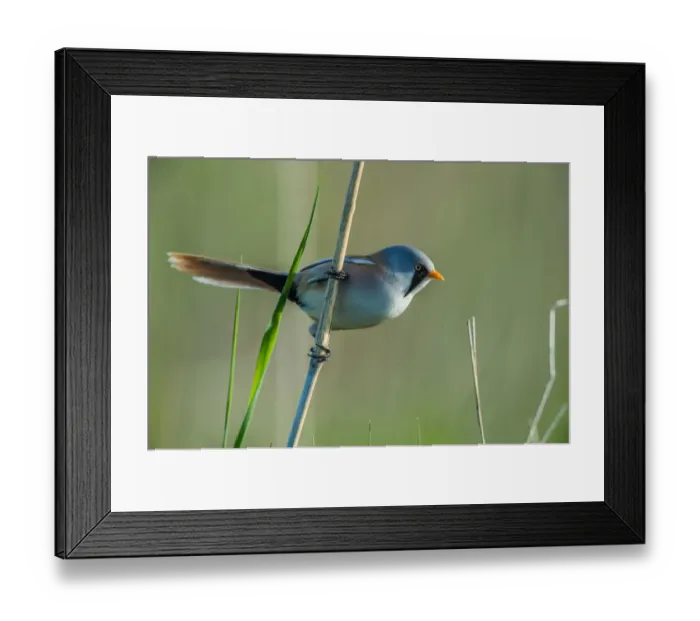 Framed Print : Bearded Reedling (Panurus biarmicus) male, Schleswig-Holstein, Germany Framed Print : Bearded Reedling (Panurus biarmicus) male, Schleswig-Holstein, Germany