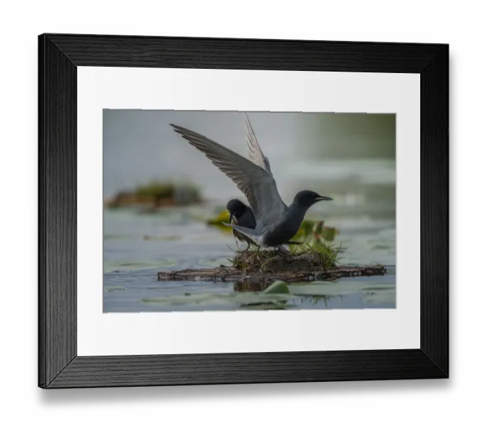 Framed Print : Black Tern (Chlidonias niger) displaying, Schleswig-Holstein, Germany Framed Print : Black Tern (Chlidonias niger) displaying, Schleswig-Holstein, Germany