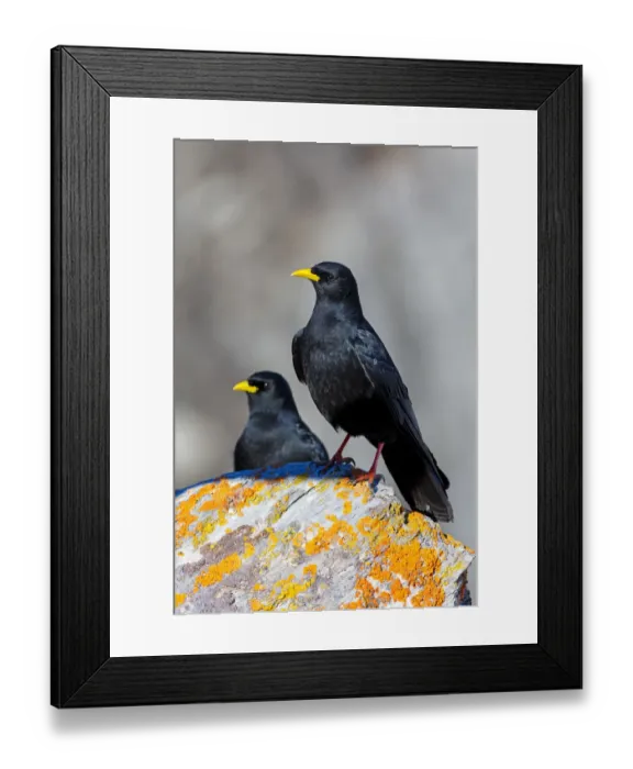 Framed Print : Alpine Chough (Pyrrhocorax graculus), Valais, Switzerland Framed Print : Alpine Chough (Pyrrhocorax graculus), Valais, Switzerland