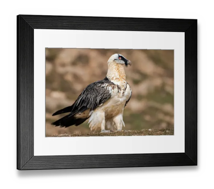 Framed Print : Bearded Vulture (Gypaetus barbatus), Catalonia, Spain Framed Print : Bearded Vulture (Gypaetus barbatus), Catalonia, Spain