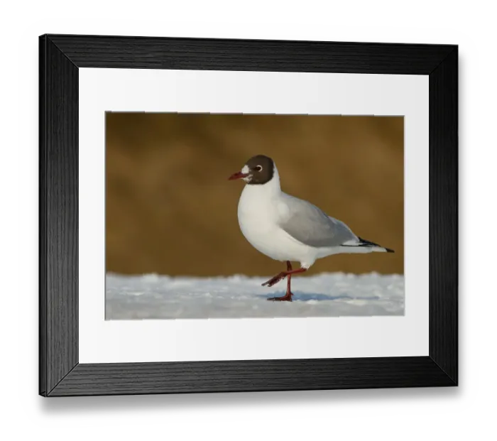 Framed Print : Black-headed Gull (Chroicocephalus ridibundus), Bavaria, Germany Framed Print : Black-headed Gull (Chroicocephalus ridibundus), Bavaria, Germany