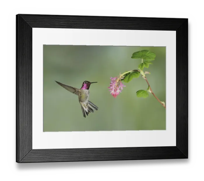 Framed Print : Annas Hummingbird (Calypte anna), British Columbia, Canada Framed Print : Annas Hummingbird (Calypte anna), British Columbia, Canada
