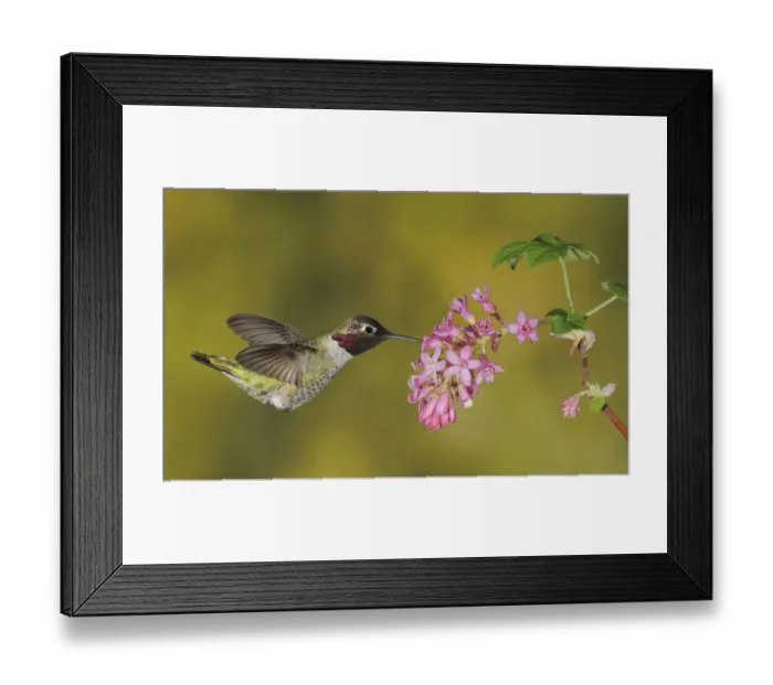 Framed Print : Annas Hummingbird (Calypte anna), British Columbia, Canada Framed Print : Annas Hummingbird (Calypte anna), British Columbia, Canada