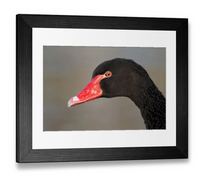 Framed Print : Black Swan (Cygnus atratus), Berlin, Germany Framed Print : Black Swan (Cygnus atratus), Berlin, Germany