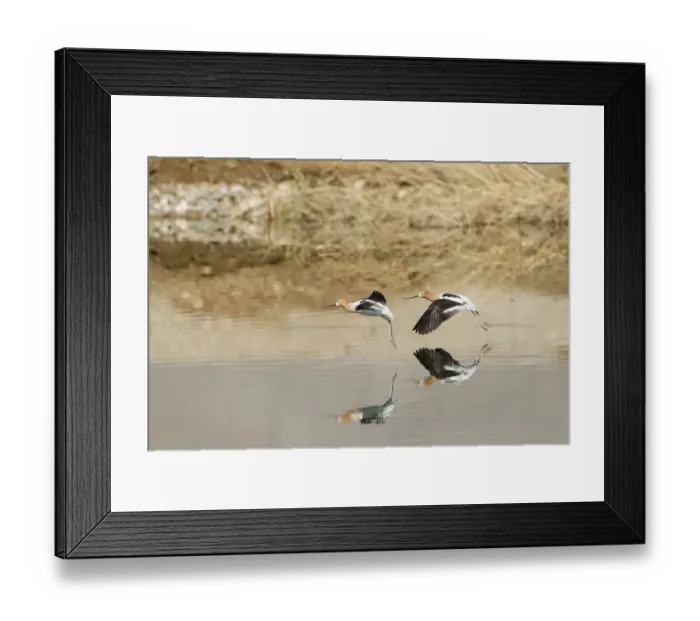 Framed Print : American Avocet (Recurvirostra americana) flying, California, USA Framed Print : American Avocet (Recurvirostra americana) flying, California, USA
