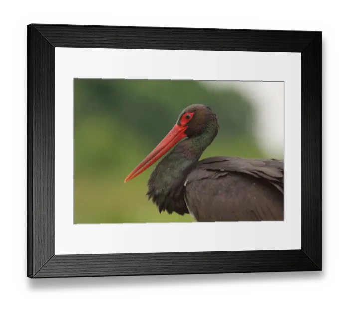 Framed Print : Black Stork (Ciconia nigra), Hungary