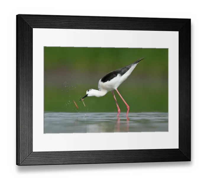 Framed Print : Black-winged Stilt (Himantopus himantopus), Zurich, Switzerland Framed Print : Black-winged Stilt (Himantopus himantopus), Zurich, Switzerland