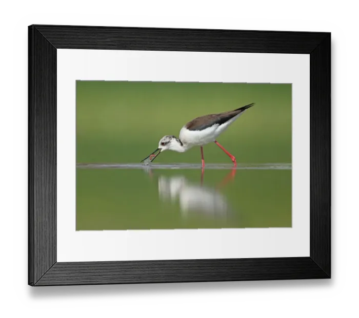 Framed Print : Black-winged Stilt (Himantopus himantopus), Zurich, Switzerland Framed Print : Black-winged Stilt (Himantopus himantopus), Zurich, Switzerland