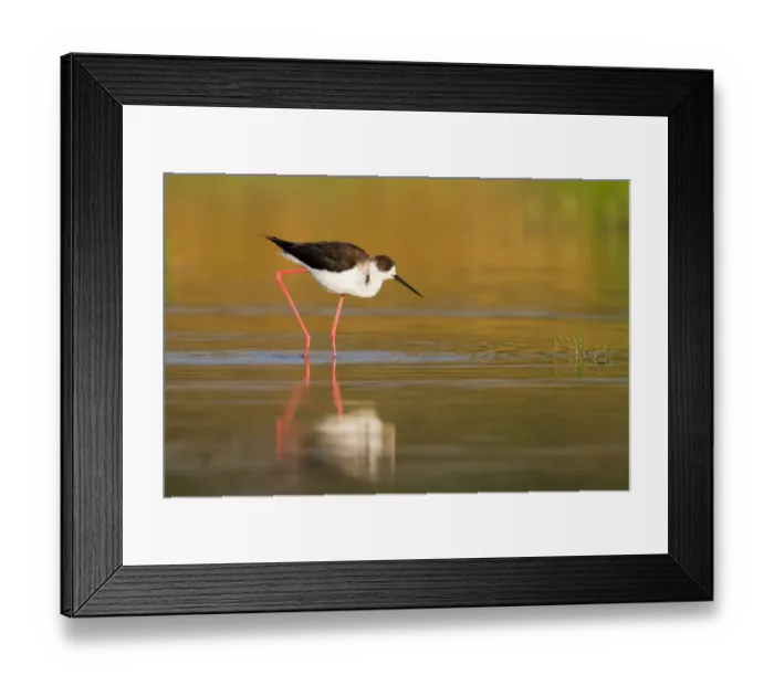Framed Print : Black-winged Stilt (Himantopus himantopus), Cyprus Framed Print : Black-winged Stilt (Himantopus himantopus), Cyprus