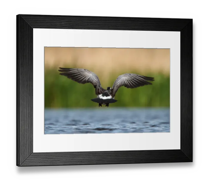 Framed Print : Barnacle Goose (Branta leucopsis) flying, Utrecht, The Netherlands Framed Print : Barnacle Goose (Branta leucopsis) flying, Utrecht, The Netherlands