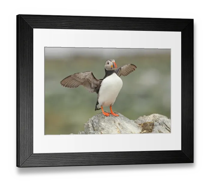 Framed Print : Atlantic Puffin (Fratercula arctica), Varanger, Norway Framed Print : Atlantic Puffin (Fratercula arctica), Varanger, Norway