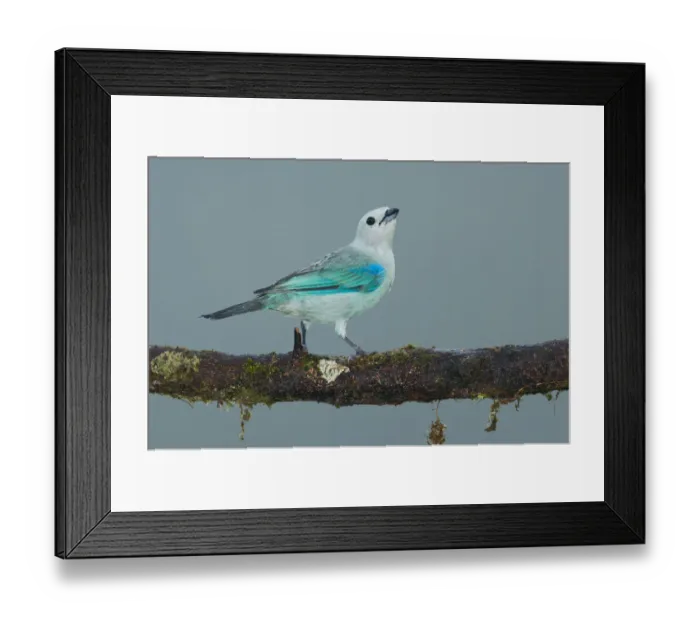 Framed Print : Blue-grey Tanager (Thraupis episcopus), Costa Rica Framed Print : Blue-grey Tanager (Thraupis episcopus), Costa Rica