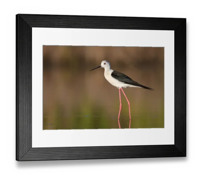Framed Print : Black-winged Stilt (Himantopus himantopus), Camargue, France Framed Print : Black-winged Stilt (Himantopus himantopus), Camargue, France