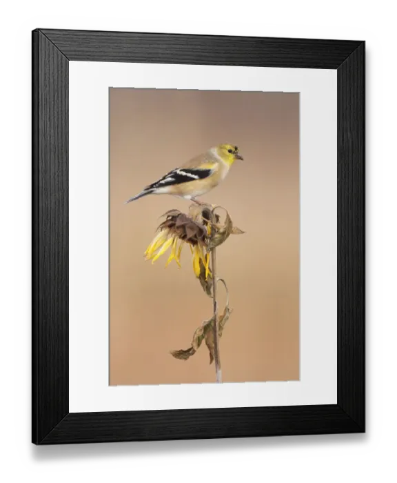 Framed Print : American Goldfinch (Spinus tristis), Ohio, USA Framed Print : American Goldfinch (Spinus tristis), Ohio, USA