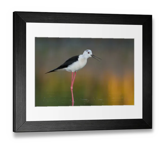 Framed Print : Black-winged Stilt (Himantopus himantopus), Camargue, France Framed Print : Black-winged Stilt (Himantopus himantopus), Camargue, France