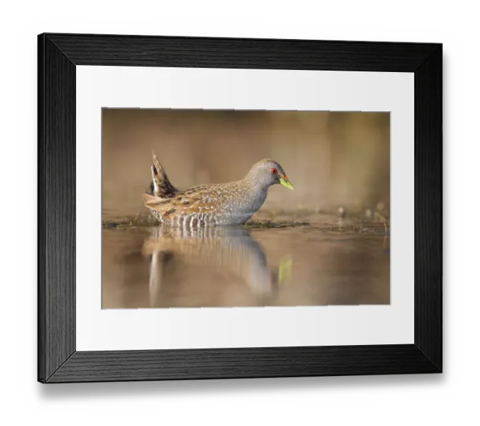 Framed Print : Australian Crake (Porzana fluminea), Western Australia, Australia Framed Print : Australian Crake (Porzana fluminea), Western Australia, Australia
