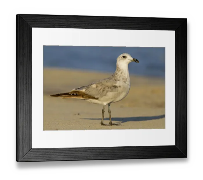 Framed Print : Audouins Gull (Ichthyaetus audouinii) juvenile, Mallorca, Spain
