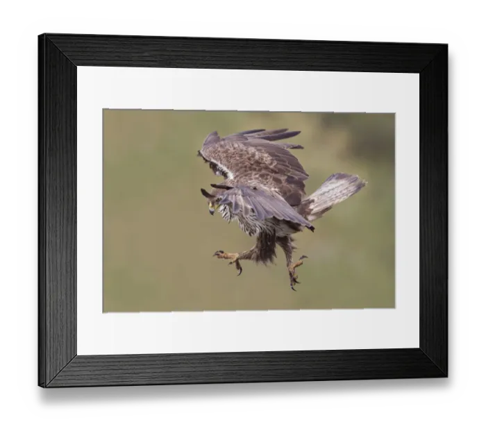 Framed Print : Bonellis Eagle (Aquila fasciata) female flying, Portugal Framed Print : Bonellis Eagle (Aquila fasciata) female flying, Portugal