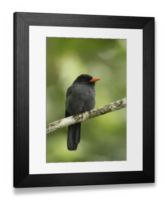 Framed Print : Black-fronted Nunbird (Monasa nigrifrons), Ecuador Framed Print : Black-fronted Nunbird (Monasa nigrifrons), Ecuador
