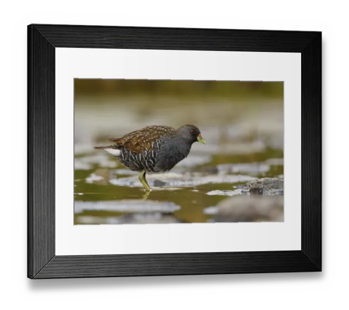 Framed Print : Australian Crake (Porzana fluminea), Australian Capital Territory, Australia Framed Print : Australian Crake (Porzana fluminea), Australian Capital Territory, Australia