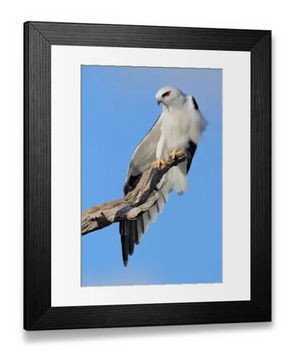 Framed Print : Black-shouldered Kite (Elanus axillaris), Western Australia, Australia Framed Print : Black-shouldered Kite (Elanus axillaris), Western Australia, Australia