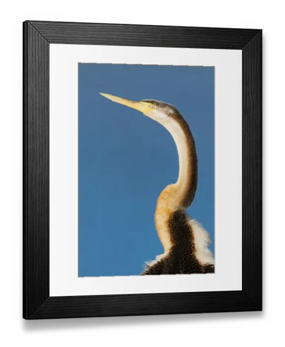 Framed Print : Australasian Darter (Anhinga novaehollandiae), Victoria, Australia Framed Print : Australasian Darter (Anhinga novaehollandiae), Victoria, Australia