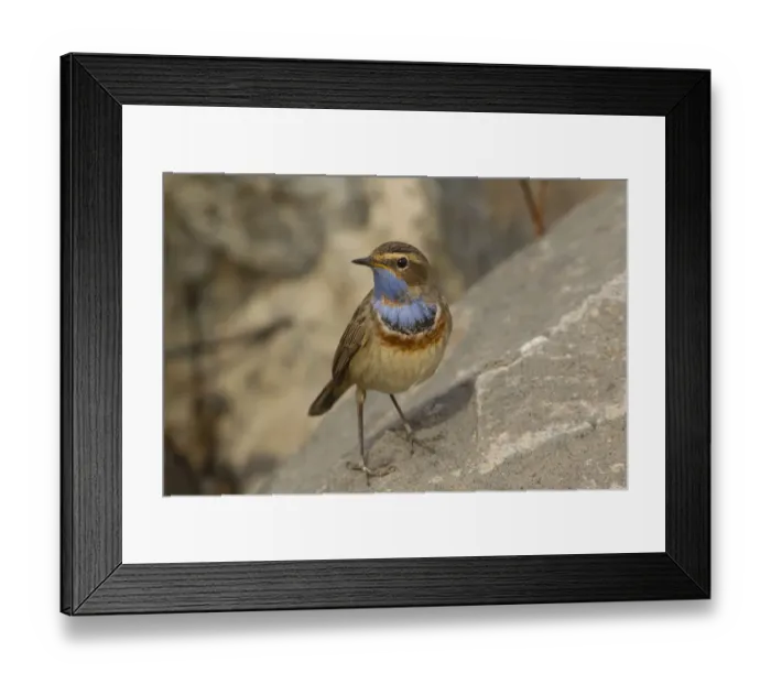 Framed Print : Bluethroat (Luscinia svecica svecica) male, Turkey Framed Print : Bluethroat (Luscinia svecica svecica) male, Turkey