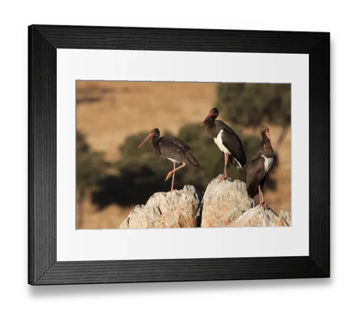 Framed Print : Black Stork (Ciconia nigra), Castile-La Mancha, Spain Framed Print : Black Stork (Ciconia nigra), Castile-La Mancha, Spain